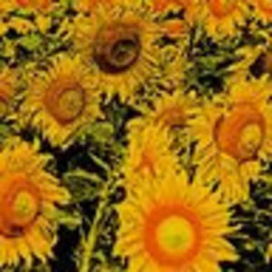 Meet your Posher, Marsha